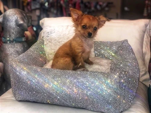 Crystal Collection Luxury Pet Bed in Imperial SIlver