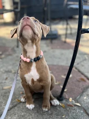 Sassy Beaded Pet Collar
