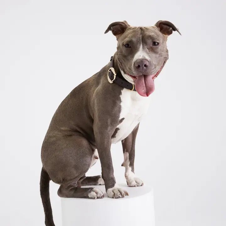 Hachiko Dog Collar in Black